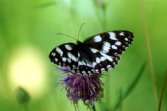 Nymphalidae Satyrinae